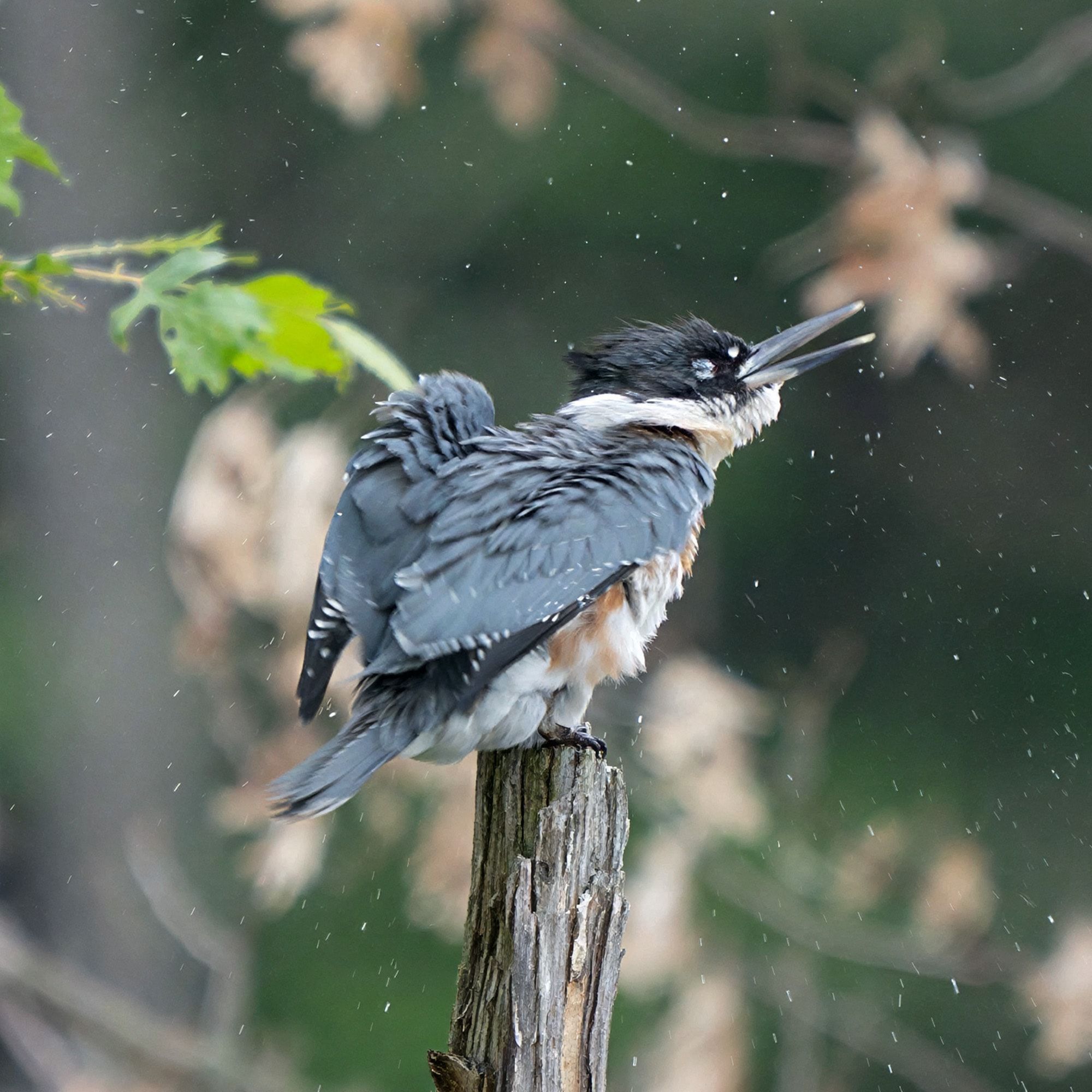 Belted Kingfisher on a dead stump at Townline Flowage