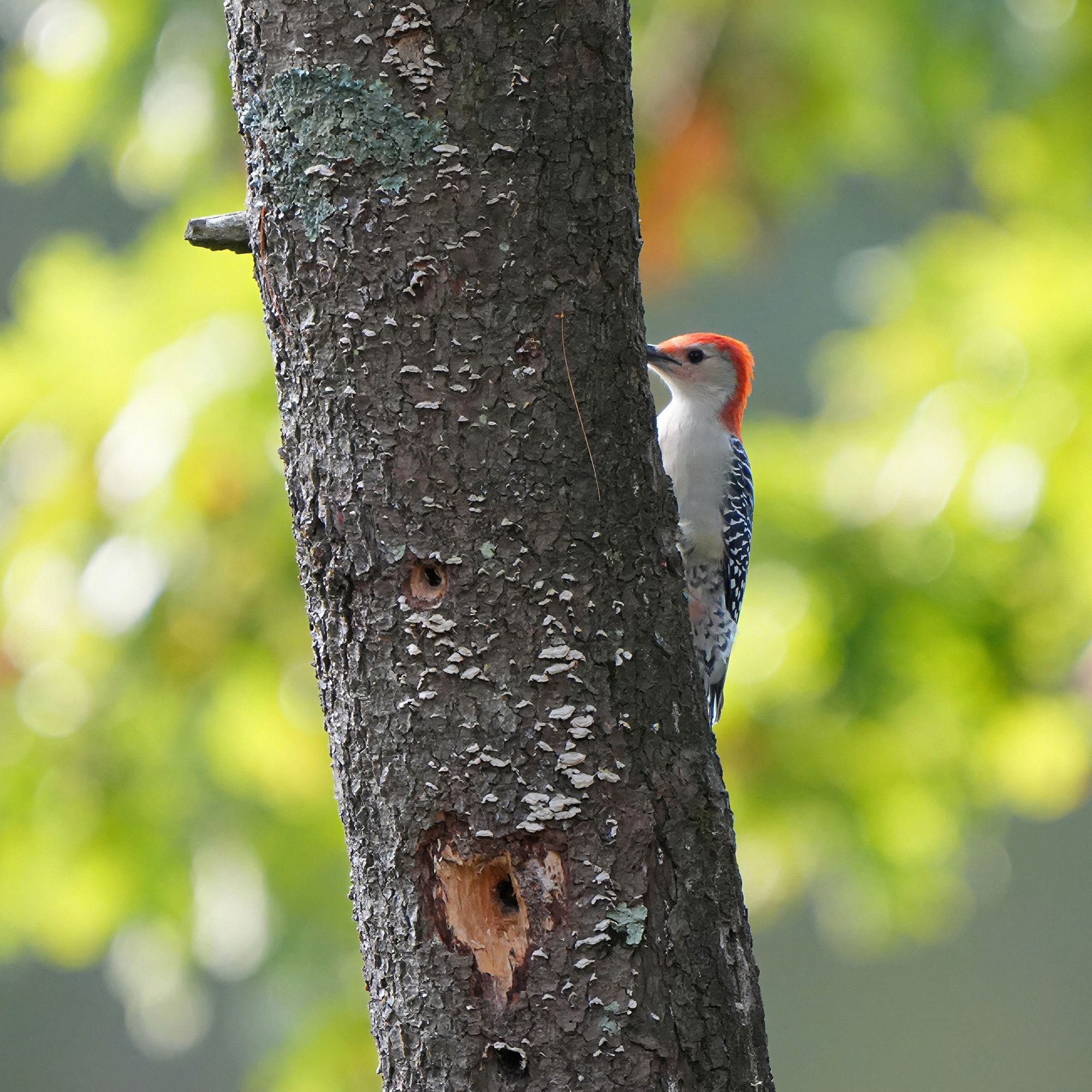 Red-bellied Woodpecker in my backyard