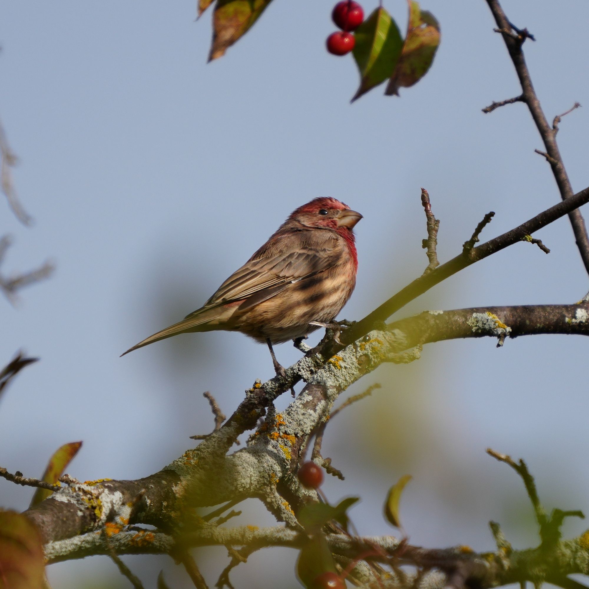 House Finch on a crabapple tree