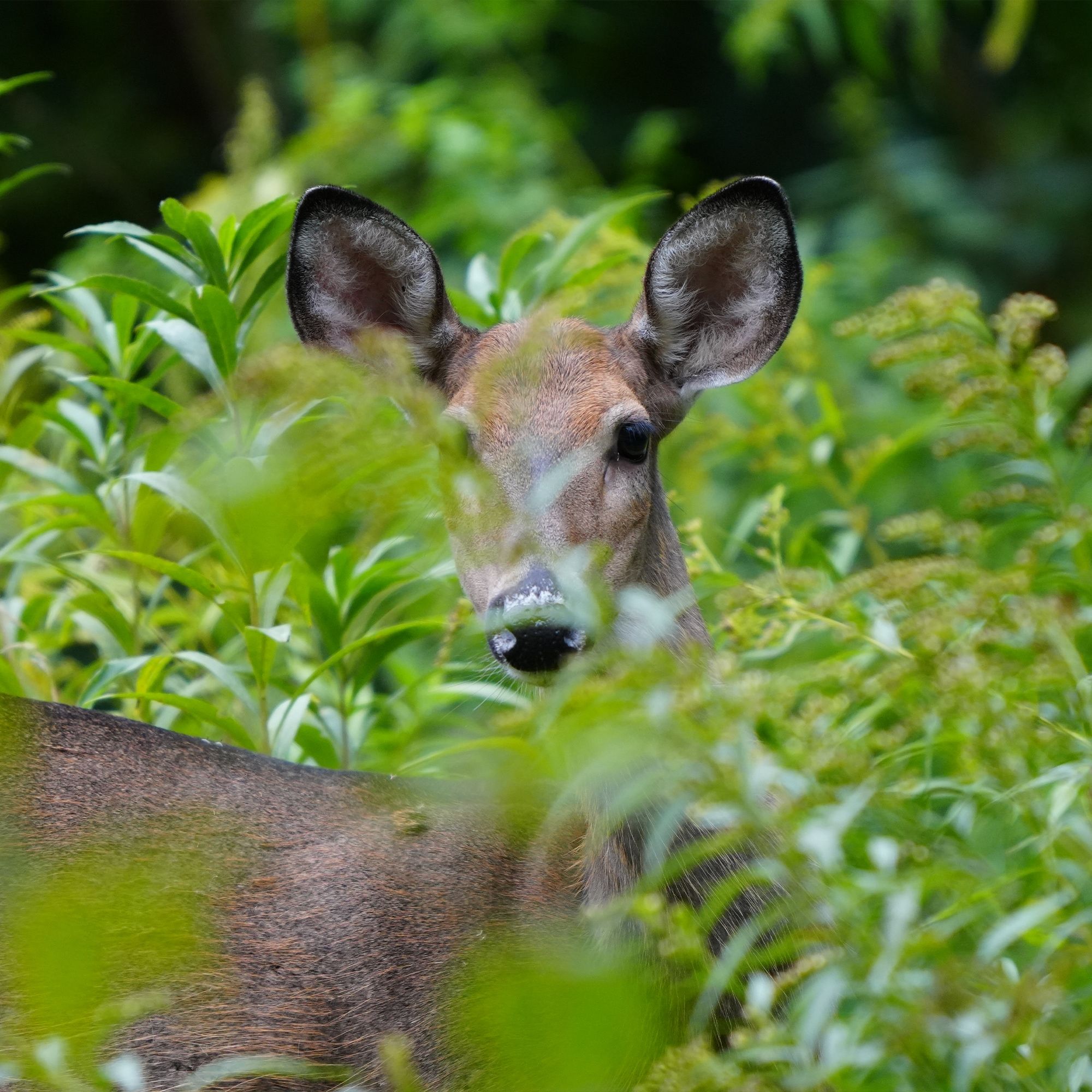 Momma deer chillin outside my door
