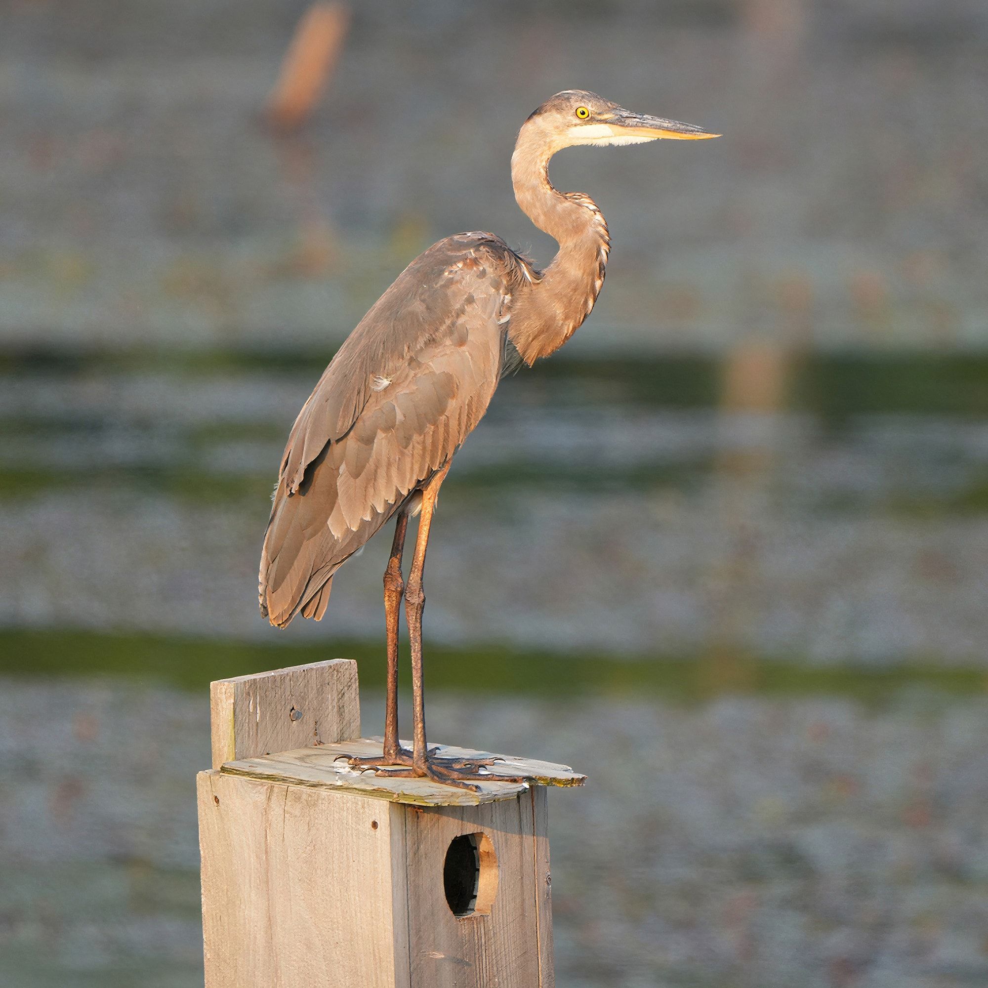 Great Blue Heron at Tailings Basin