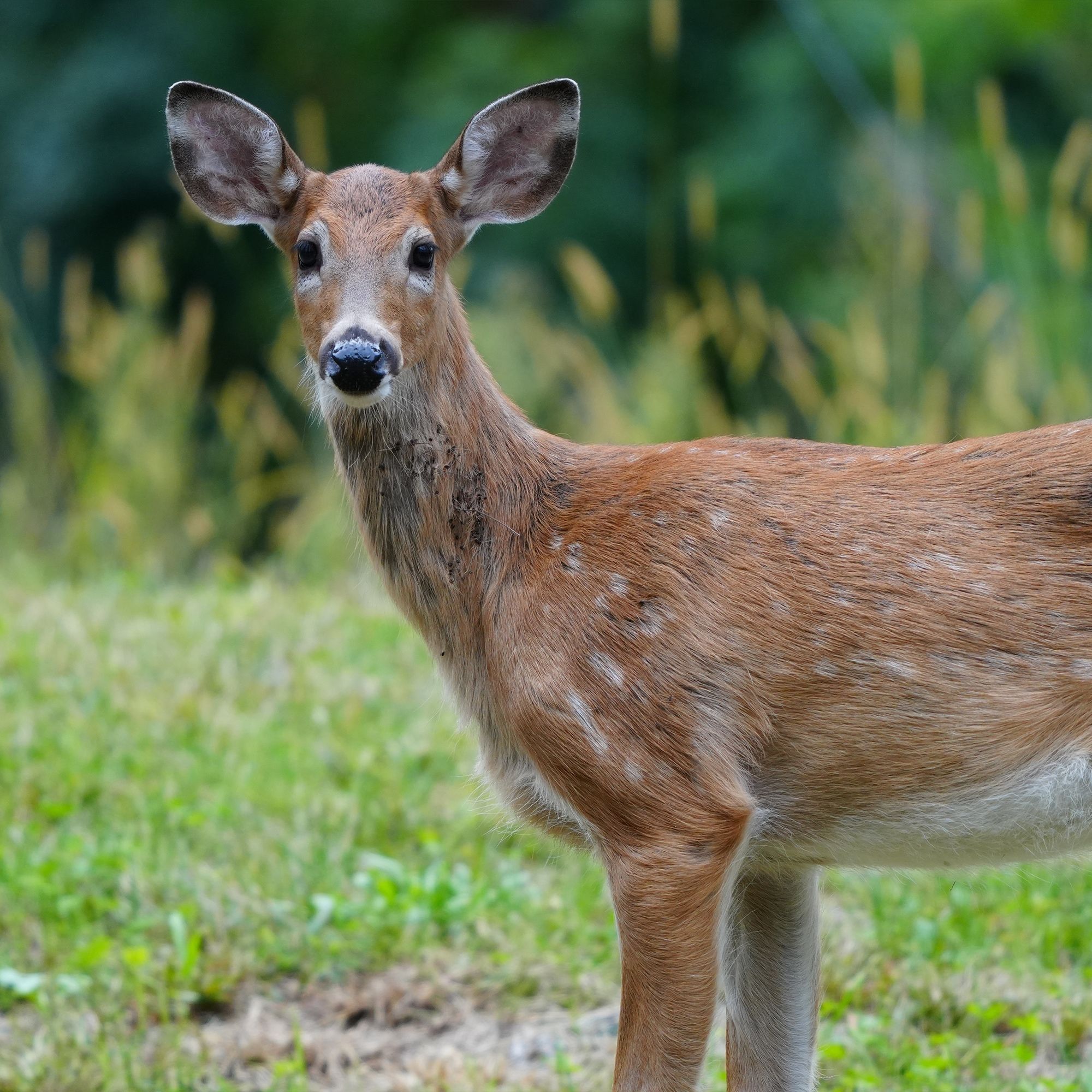 Scrappy lookin' awkward teen deer outside my door