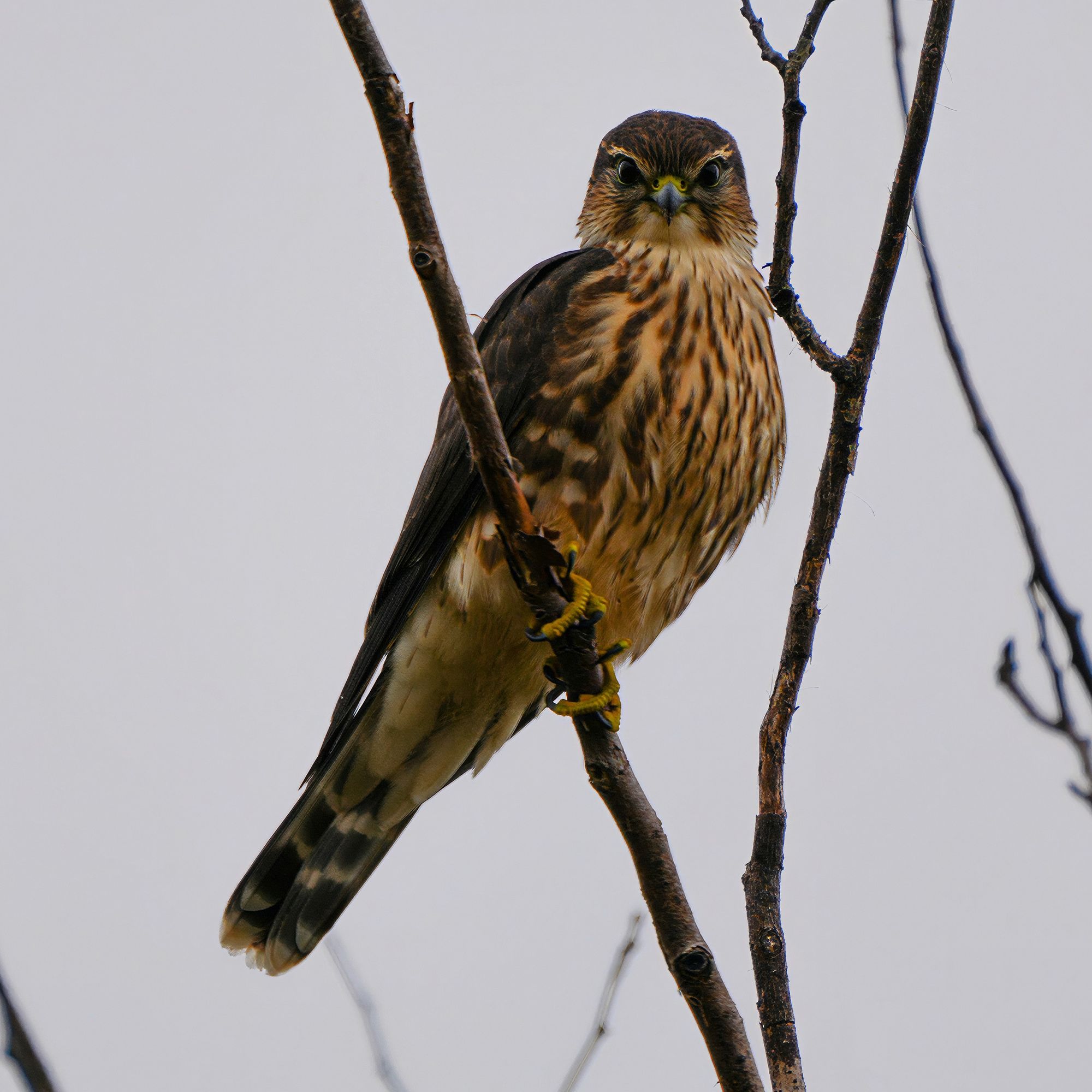 Merlin at Tailings Basin